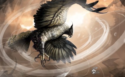 Portfolio: Suntail Hawk by